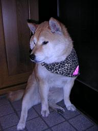 久々に。。。_c0049950_23502023.jpg
