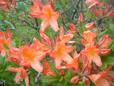 b0067569_1492977.jpg