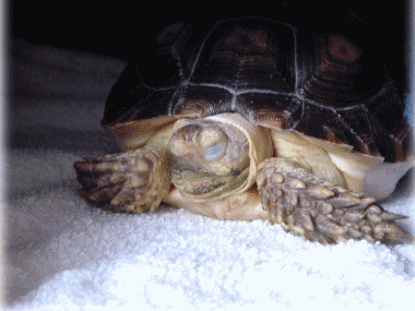 b0055276_0443498.gif