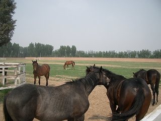 中国競馬最新事情 歴史編 La Tokyo発 アメリカ競馬便り 中国競馬最新事情 歴史編 La Tokyo発 アメリカ競馬便り