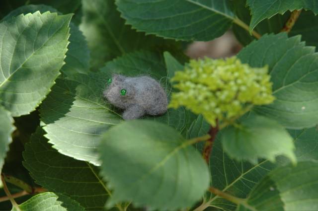 紫陽花の葉陰で休む毛ガエルくん_b0042669_16264459.jpg