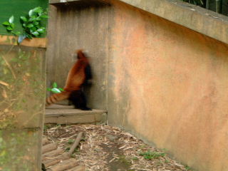 立て、立つんだ、風太！――動物公園狂騒曲_b0036381_131366.jpg