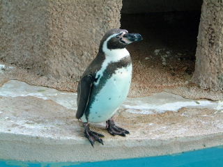 立て、立つんだ、風太！――動物公園狂騒曲_b0036381_134895.jpg