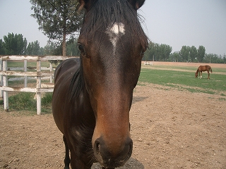 d0056093_184183.jpg
