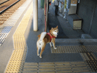 d0014408_10363074.gif