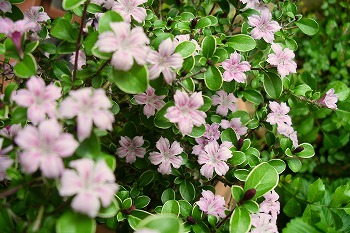 初夏の花たち。_a0034419_12302385.jpg