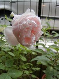 薔薇が咲いた_b0063346_0583675.jpg