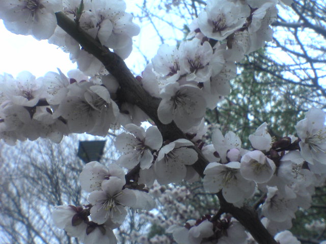 a0004449_22343078.jpg
