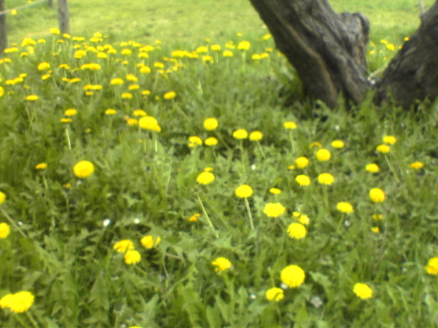 a0004449_223597.jpg