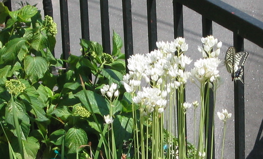 a0033552_3453649.jpg