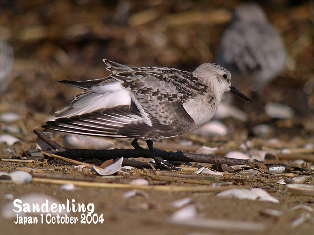 ミユビシギ　２　　　　　Sanderling 2_c0071489_0164444.jpg