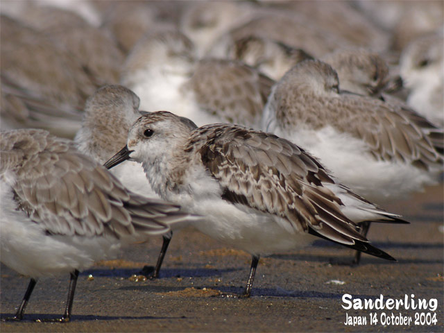 ミユビシギ　２　　　　　Sanderling 2_c0071489_1054846.jpg