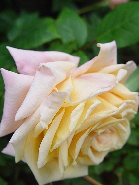 d0050399_25746.jpg