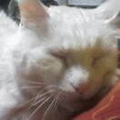 c0005007_2101091.gif