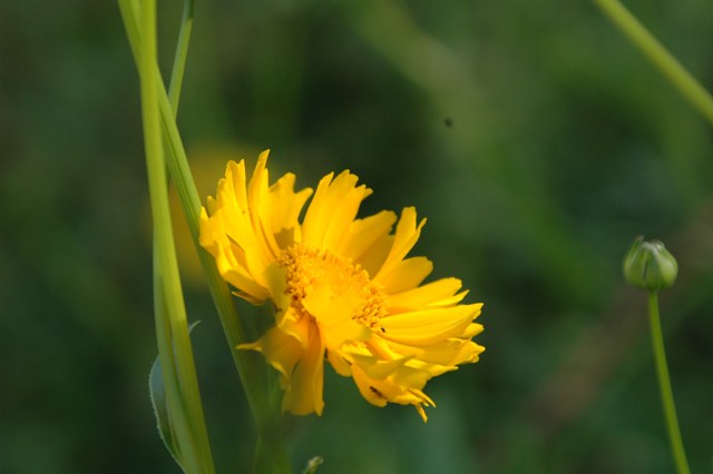 c0064297_930649.jpg