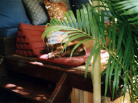 c0065600_91244.jpg
