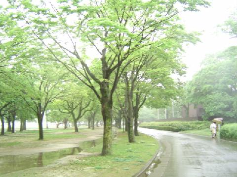 雨の二の丸公園美術館前通り_c0052304_946262.jpg