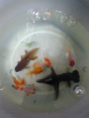 金魚の近況０５０５ 金魚と僕