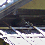 d0000247_11542827.gif