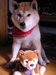 皆様ありがとうございます!_c0049950_17161211.jpg