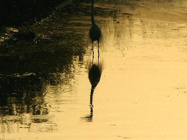 水辺に映る影_c0007071_394317.jpg