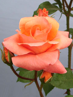 c0047589_18295189.jpg