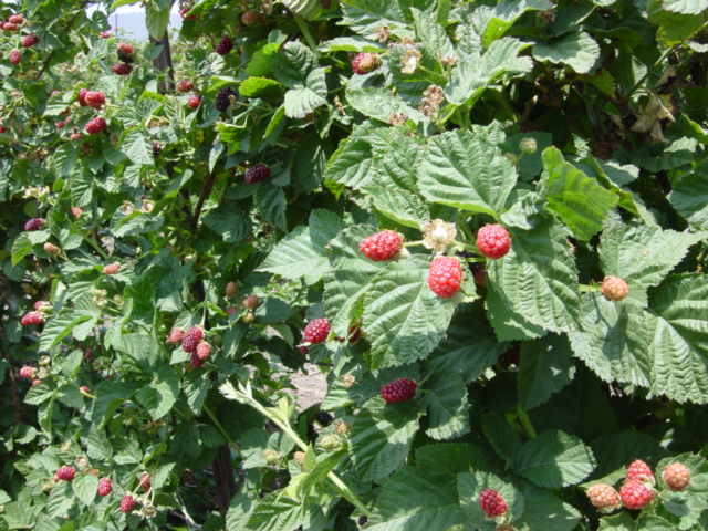 strawberry pick_c0048504_14505125.jpg