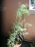 ヤコブセン_d0054715_20371222.jpg