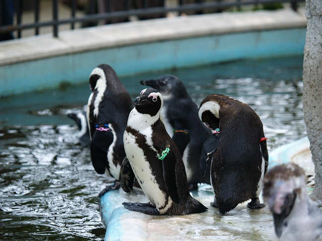 動物園_c0066245_07395.jpg