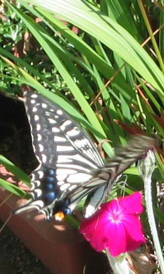 a0033552_2264519.jpg