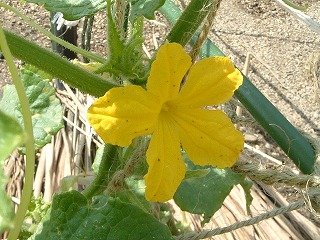 野菜の花が・・・。_c0020653_1721144.jpg