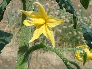 野菜の花が・・・。_c0020653_17222253.jpg