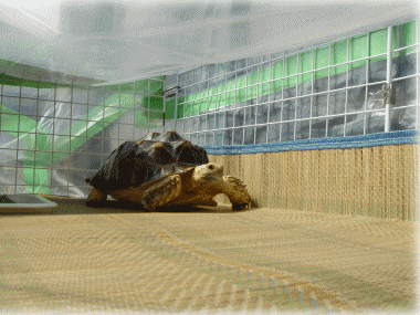 b0055276_23554889.gif