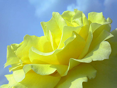 黄色いバラと青い空_a0003397_2113842.jpg