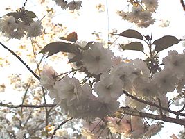 失敗しほんとお取り寄せお菓子と満開の桜_b0067302_3445296.jpg