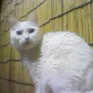 c0005007_23624.gif