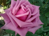 d0006756_11202388.jpg