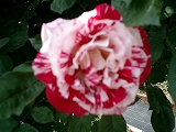 d0006756_11216100.jpg