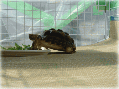 温浴のタイムリミット_b0055276_1294366.gif