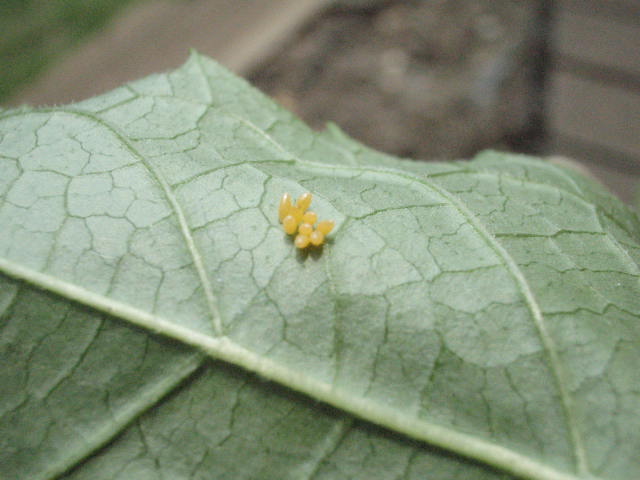 d0049381_0314332.jpg
