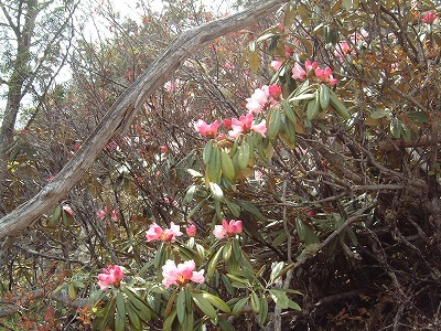 小川山（２，４１８ｍ）＜山梨100名山＞_c0070687_0592249.jpg