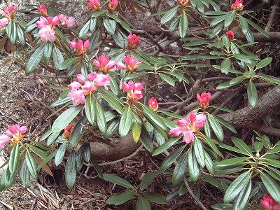 小川山（２，４１８ｍ）＜山梨100名山＞_c0070687_0593859.jpg