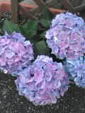 c0056903_12141131.jpg