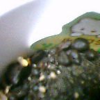 芽が出たぞぉ(゜□゜)_b0044726_2330519.jpg