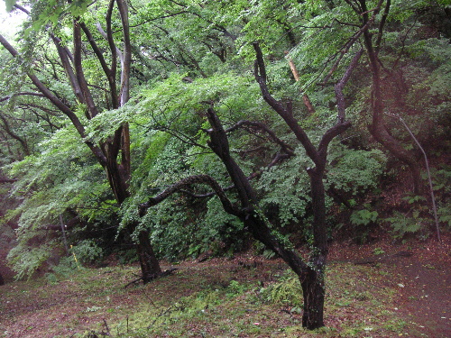 親方の死をもてあそぶな_c0048132_14242082.jpg