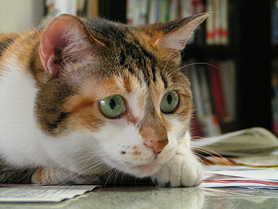 猫が獲物を狙う時 ぶつぶつ独り言2 うちの猫ら21 猫が獲物を狙う時 ぶつぶつ独り言2 うちの猫ら21
