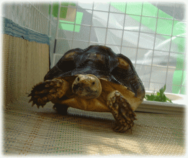 b0055276_062245.gif