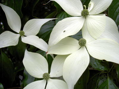 Dogwood -Hanamizuki_b0059607_13531100.jpg