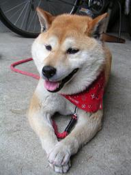 な~んか体が。。。_c0049950_20195480.jpg