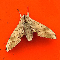 b0038810_23533217.jpg